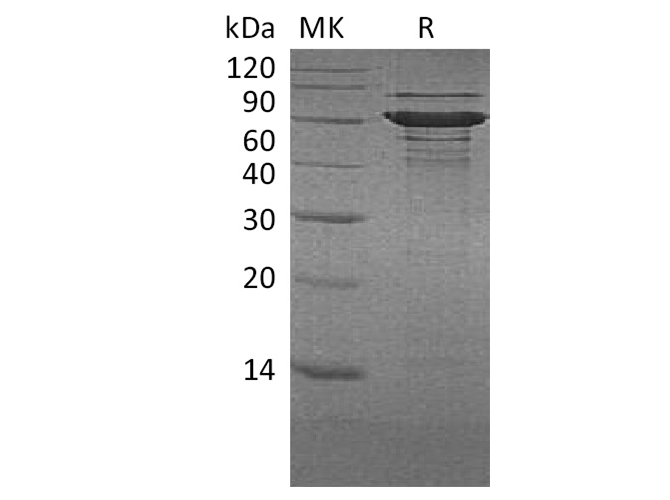 Валидация Elabscience PKSH033753(4028)