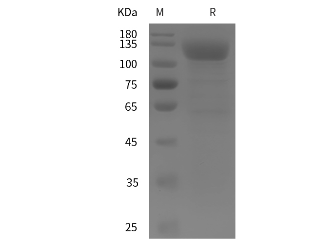 Валидация Elabscience PDMH100407(1003)