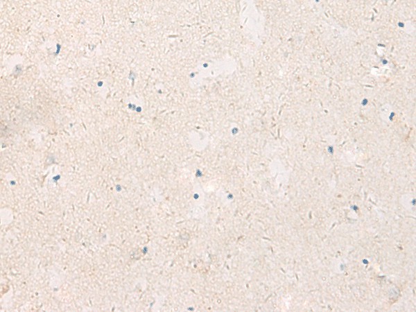 Валидация Elabscience E-AB-19200