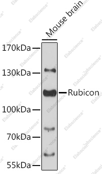 Вестерн-блоттинг, Rubicon, мозг мыши