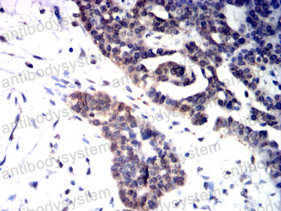 Валидация AntibodySystem RHF98202 (2764)