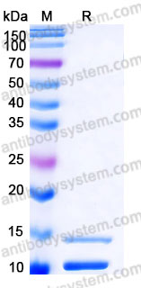AHC12001, SDS-PAGE