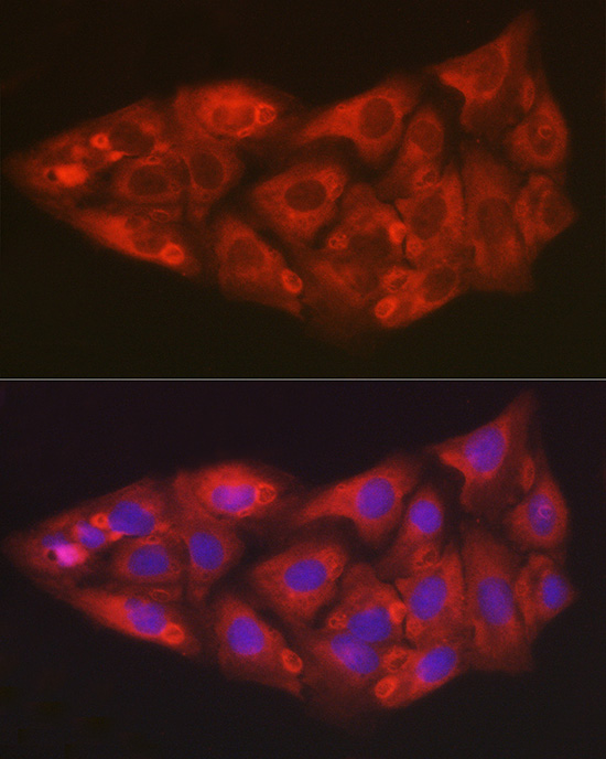 Валидация Elabscience E-AB-93344
