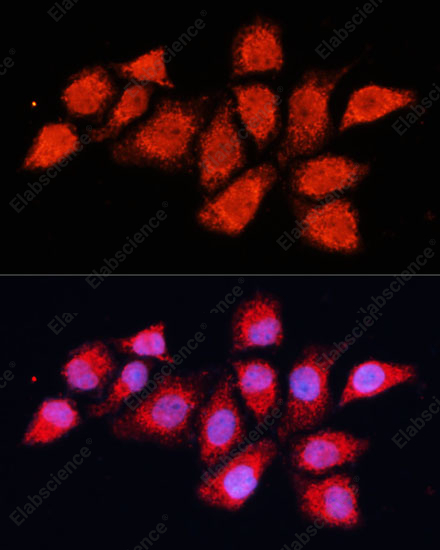 Иммунофлуоресценция, PDHA2, клетки HeLa