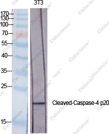 Вестерн-блоттинг, Cleaved-CASP4 p20, клетки 3T3