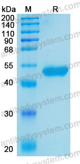 Валидация AntibodySystem AHC18801
