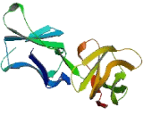 Killer Cell Immunoglobulin Like Receptor 2DL5B (KIR2DL5B) Killer Cell Immunoglobulin Like Receptor 2DL5B (KIR2DL5B)