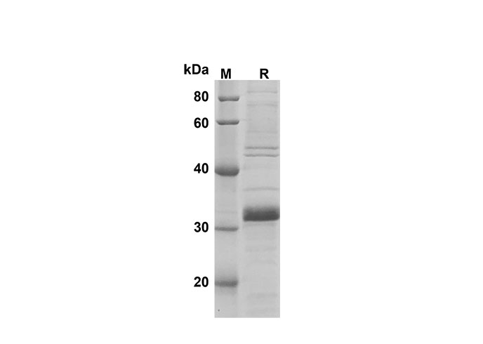 Валидация Elabscience PDEM100181(530)