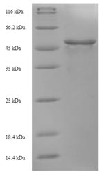 SDS-PAGE