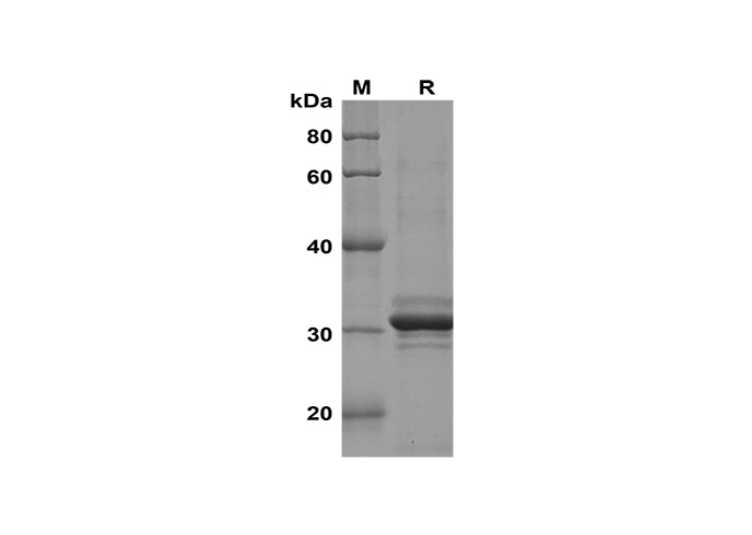 Валидация Elabscience PDEH100633(145)