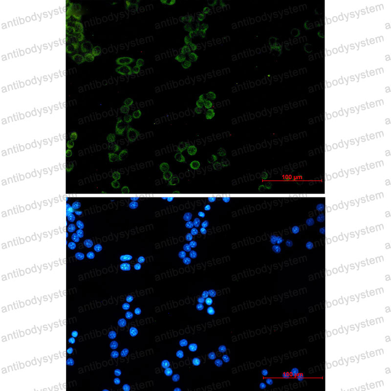 Валидация IF - AntibodySystem RHE08101