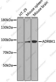 Вестерн-блоттинг, ADRBK1, различные клеточные линии