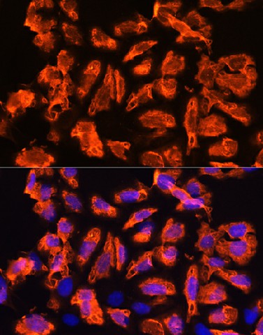 Валидация Elabscience E-AB-91004