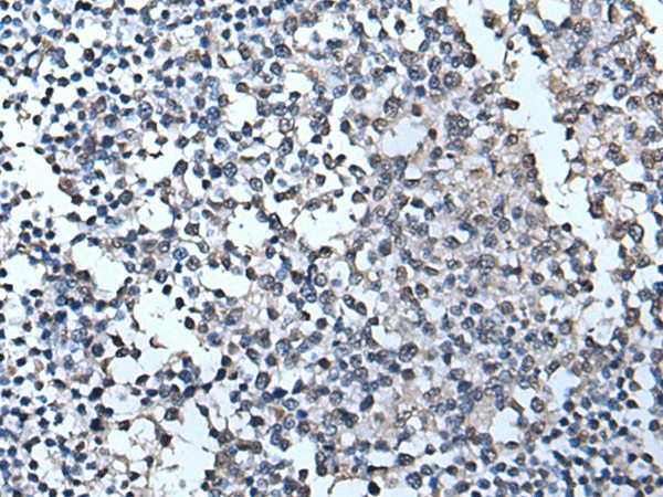 Валидация Elabscience E-AB-52223