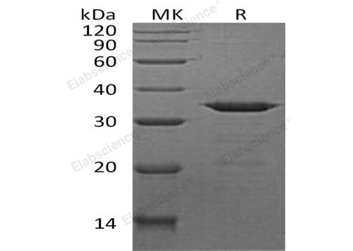 Валидация Elabscience PKSH032045(2600)