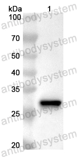 Валидация AntibodySystem PHB05501