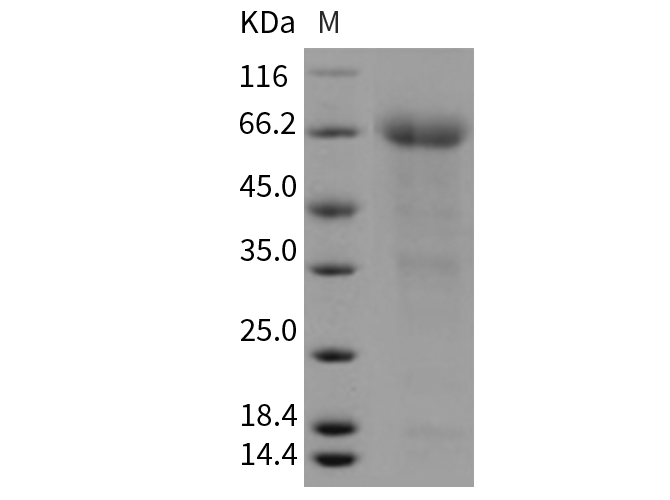 Валидация Elabscience PKSM040454(4451)
