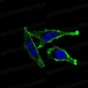Валидация IF - AntibodySystem RHC86603