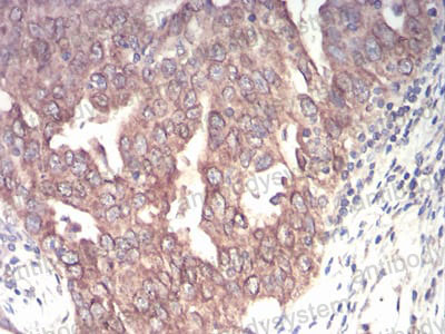 Валидация AntibodySystem RHE75902