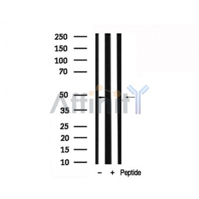 Валидация Affinity AF7808 - 4529