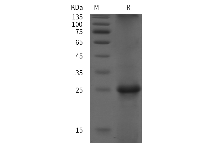 Валидация Elabscience PDEH100997(404)