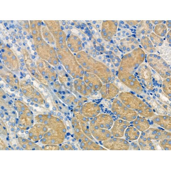 Валидация Affinity AF5297 - 2841