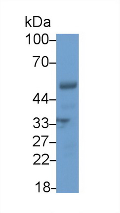 21237
