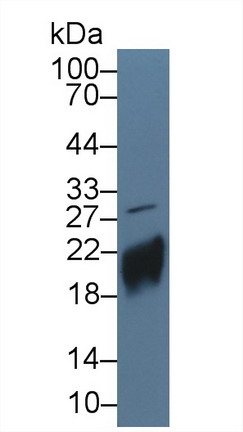 10131