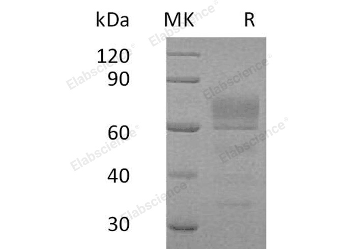 Валидация Elabscience PKSH032910(3311)