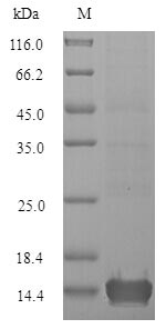 SDS-PAGE