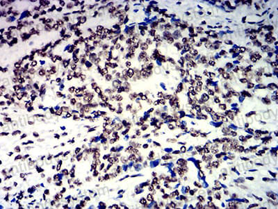 Валидация AntibodySystem RHE91302 (2386)