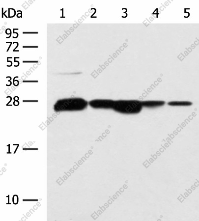 Вестерн-блоттинг, CCDC134, клетки 293T, HepG2, TM4 и ткань печени человека