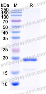 EHD42201, SDS-PAGE