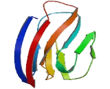 Natural Killer Cell Receptor 2B4 (NKR2B4)