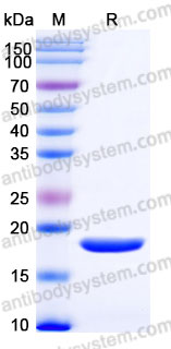 ARC38201, SDS-PAGE
