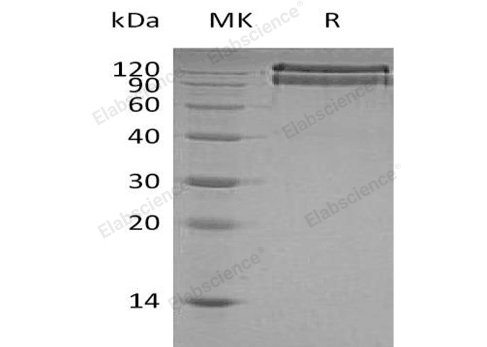 Валидация Elabscience PKSH032129(2663)