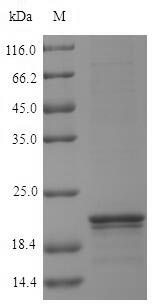 SDS-PAGE