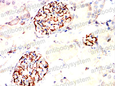 Валидация AntibodySystem RHG13208 (2855)