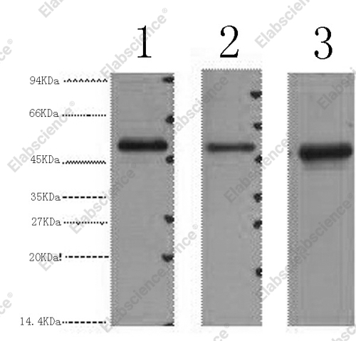 Вестерн-блоттинг, FH, клетки 293T, HepG2 и HeLa