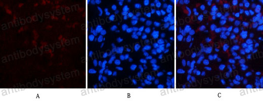 Валидация IF - AntibodySystem RHC21301