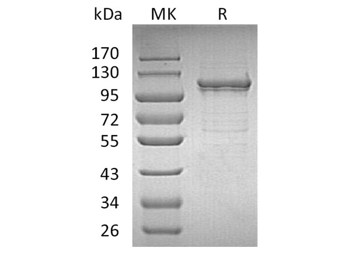 Валидация Elabscience PKSH032593(3040)