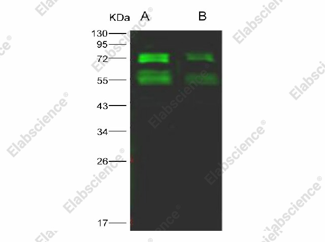 Вестерн-блоттинг, MERS-CoV Spike Protein S2, рекомбинантный белок