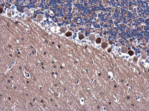 Валидация AssayVector ARM1550(1567)