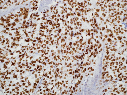 Валидация AssayVector ARM1012(38)