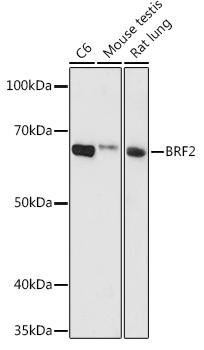 Валидация Elabscience E-AB-92912