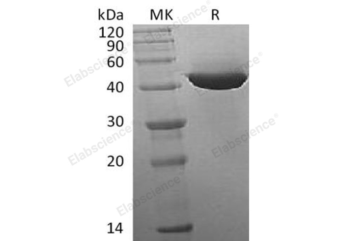 Валидация Elabscience PKSH032659(3093)