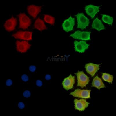 Валидация Affinity DF16022 - 12565