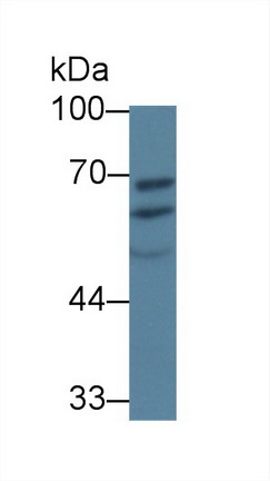 8862
