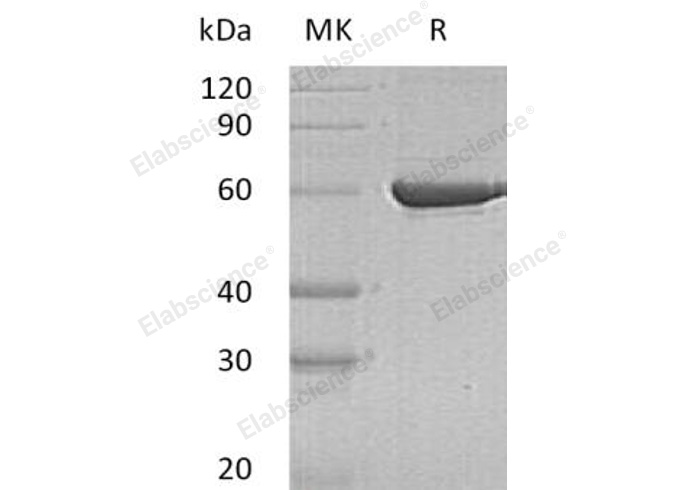 Валидация Elabscience PKSH032984(3372)