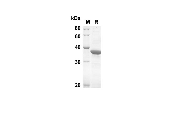 Валидация Elabscience PDEH100508(27)